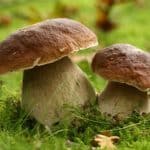 Hongos